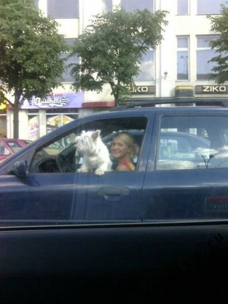 Блондинки правят миром (68 фото)