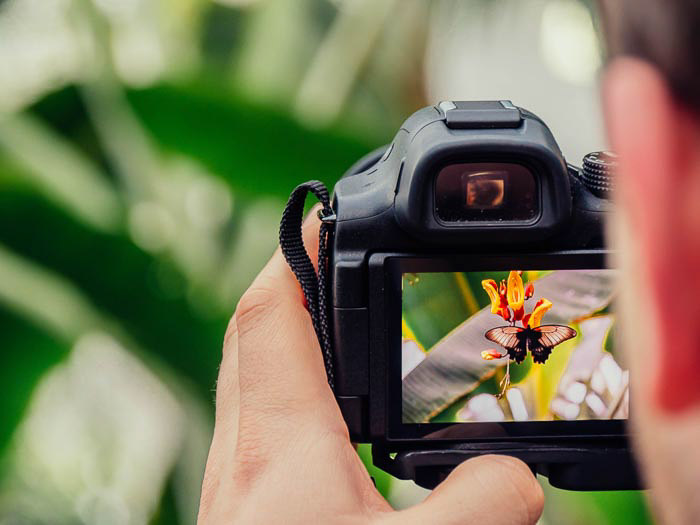 Close up of a man looking through a DSLR camera and taking a photo of a flower