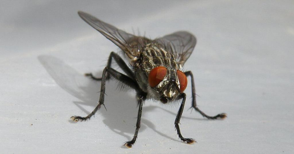 почему муха потирает лапками