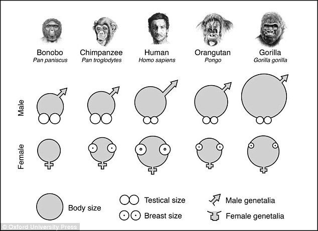 The researchers analysed the size and shape of both male and female reproductive organs, Looking at Bonobos, Chimpanzees, Humans, Orangutans and gorillas. Male gorilla are also much larger than females, but they have a polygynous or harem-style mating system where many females live with a single male