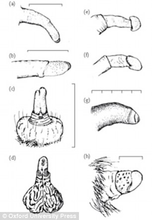 The simpler penises: Species with penises a-d and h form monogamous relationships and e-g belong to polygynous species. Penis (a) belongs to a cotton-top tamarin, (b) to a common marmoset, (c) to a pygmy marmoset, (d) to a white-faced saki, (e) to an eastern black-and-white colobus, (f) to a patas monkey, (g) to a gorilla and (h) to an agile gibbon