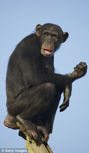 Male chimpanzees are much larger than females, and they have a multi-male to multi-female mating system. Essentially, male chimps have sex all the time with any female and with any excuse. A female therefore may contain sperm from multiple partners at any one time, which puts the sperm itself – and not just the animals that produce it – into direct competition.