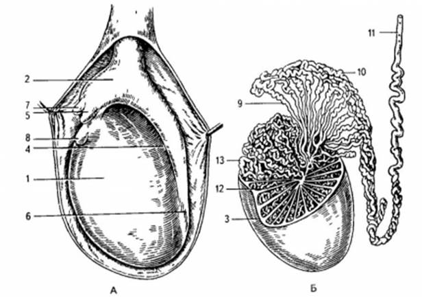Яичко в разрезе. Строение семенника анатомия. Яичко и придаток яичка анатомия. Внутренне строение яичка. Семенник внутреннее строение.