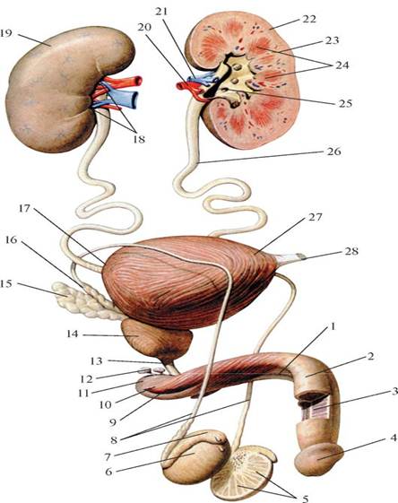 Строение мочеполовой системы мужчины в картинках схема
