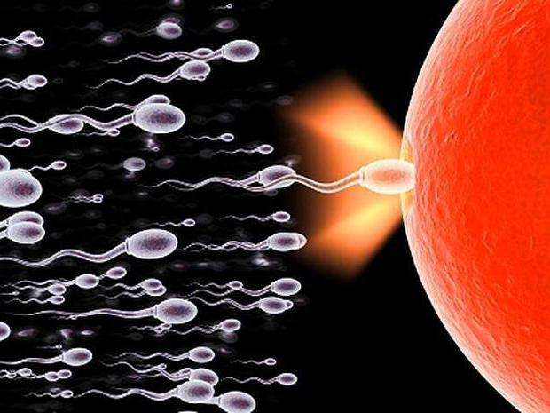 почему у мужчины мало спермы
