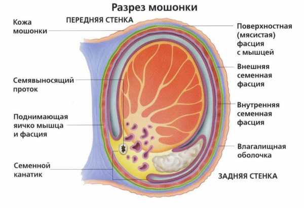 Фото здоровых яичек у мужчины